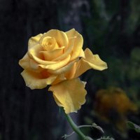 Последний осенний месяц... :: Валерий Басыров