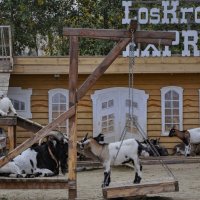 LosKroliKoz EXPRESS - Деревня коз :: Татьяна Машошина LosKroliKoz EXPRESS - Деревня коз :: Татьяна Машошина