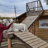Неразлучники :: Татьяна Машошина Неразлучники :: Татьяна Машошина