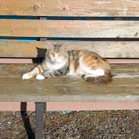 Гостья отдыхает. :: Ирина ***