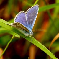 опять про бабочек...69 :: Александр Прокудин