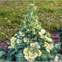 Про капусту... :: Aquarius - Сергей