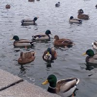 Утки :: Сапсан 