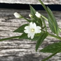 Цветочнк :: Ольга Савельева 