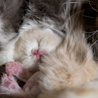 Розовые лапки :: Светлана Ищенко