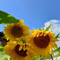 Смущаются :: Ален Янн