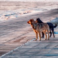 Рекс и Сэм. Папа с сыном, смотрят закат над Амуром :: Игорь Волков