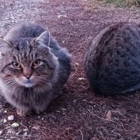 Вася с Алисой после размолвки :: Любовь Сахарова Вася с Алисой после размолвки :: Любовь Сахарова