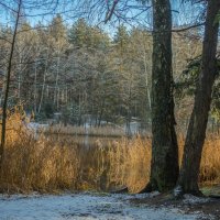 Редкое солнце ноября. :: Николай 