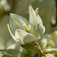 Юкка :: Игорь Сикорский Юкка :: Игорь Сикорский