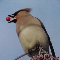 Так вкусно :: Людмила Смородинская