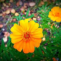 Цветы. :: Владимир Драгунский Цветы. :: Владимир Драгунский