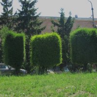 июль :: Елена Шаламова