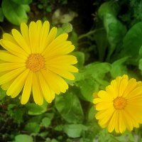 Солнечные.. :: Елена Семигина Солнечные.. :: Елена Семигина