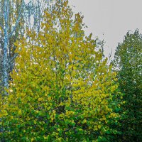 Осеннее :: Варвара