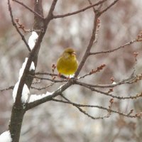 Лесная певунья - :: Юрий Куликов