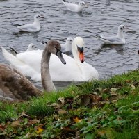 Лебеди в городе :: Рита Симонова
