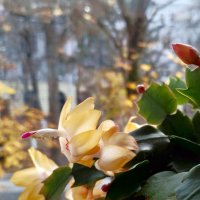 *** :: Валентина Береснева *** :: Валентина Береснева