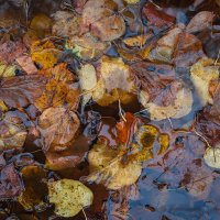 Осенние листья в луже :: Александр Синдерёв