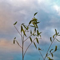 Последние, задержавшиеся :: Светлана Последние, задержавшиеся :: Светлана