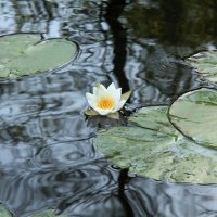 Лилия. :: Сергей Рожков