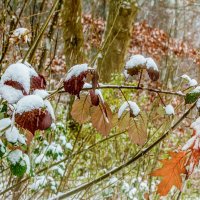 Поздняя осень. :: Lucy Schneider 