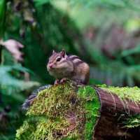 Устал - отдохни! :: Вячеслав Алтай