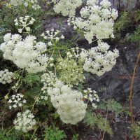 Болиголов пятнистый (Омег) :: Galaelina ***