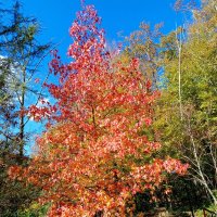 Адлер. Скайпарк :: Нина Бутко Адлер. Скайпарк :: Нина Бутко