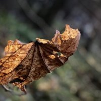 Кусочек уходящей осени… :: Любовь 