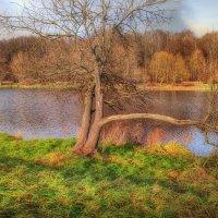 20 ноября :: Наталья Лакомова