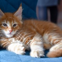 Харитон :: Владимир Звягин