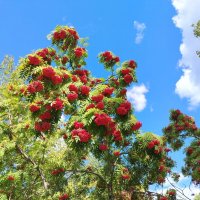 Красная рябина :: Надежда 