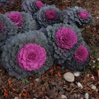 Цветы осенние последние, цветут особой красотой. :: Люба Цветы осенние последние, цветут особой красотой. :: Люба