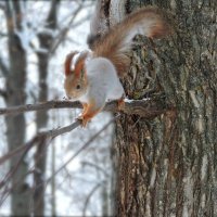 Ох уж эти белки... :: Мария Васильева