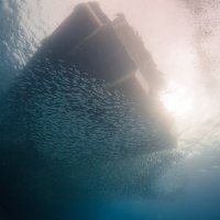 *** :: алексей афанасьев