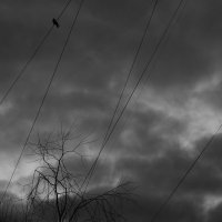 Птица в небе :: Мария Яковлева