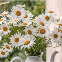 Про лето и ромашки ... :: Aquarius - Сергей Про лето и ромашки ... :: Aquarius - Сергей