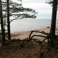 Репино :: Наталья Герасимова