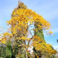 ноябрь :: Tata Wolf