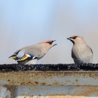 Небольшой скандал :: Виктор Иванович Чернюк