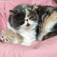 Кевин :: Светлана Ищенко