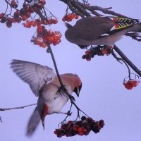 Налетели свиристели :: Людмила Смородинская