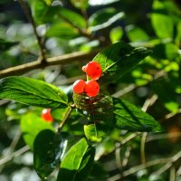 Не хватает солнца? Добавим из архива! :: AleksSPb Лесниченко