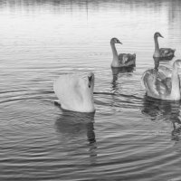 Лебеди :: Олег Загорулько