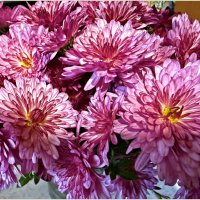 Зеленоградск, хризантемы ноября. :: Валерия Комова Зеленоградск, хризантемы ноября. :: Валерия Комова