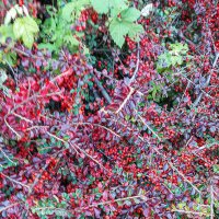 Бусинки! :: Варвара