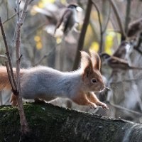 *** :: Владимир Безбородов *** :: Владимир Безбородов