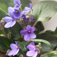 Фиалка :: Елена Семигина Фиалка :: Елена Семигина