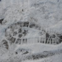 январские следы :: Елена Шаламова